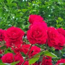 장미로 61 이미지