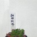 청계초교 이미지