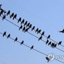 오선지와