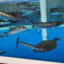 사천항주문진물회 이미지