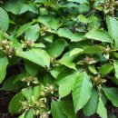 달성보 녹색길 이미지