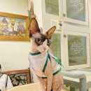 스핑크스의 숲 이미지