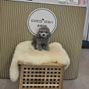 코코 반려견미용실 이미지