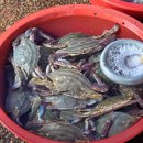 미스짱 건어물 수산물 | 전남 영광 설도항 수산물판매센터 '정수호' 꽃게찜과 새우구이, 전어회까지 먹고 온 후기 및 가격