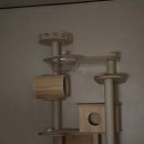 대구고양이분양 원펫 이미지