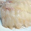 오징어와친구들 이미지