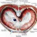 Donald A. Neumann Kinesiology review : 6-7-8 elbow, forearm wrist / hand 이미지