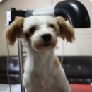 천사들의 목간 Daum카페