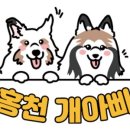 홍천개아빠