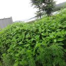 인진쑥농장 이미지