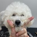 그루밍 하와이 | 벌써 다닌지 4년이상 되어버린 최애 반려견 미용실 인천 논현동 유어펫그루밍 후기