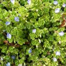 안양새물공원 이미지