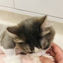 잔다냥 강동점 | 강동구 고양이호텔 후기 : 하남 명일 고덕 상일 길동 둔촌 암사 성내 천호 강일 고양이 무마취미용 탄산...