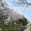 수재화장실 | 충남 아산 공세리성당 벚꽃 나들이 / 공세리 커피 방문 후기 | 25.04.12