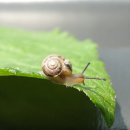 달팽이의하루 이미지