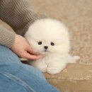 킴스펫 하우스 이미지