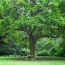 나무랑 풀이랑 이미지