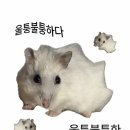 스노우의원 이미지