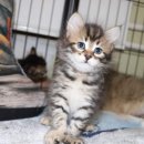 범과같이 이미지