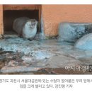 천연기념물 첫 수출…한국 수달 암·수 1쌍, 일본 동물원 간다 이미지