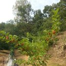 빨간산농장 이미지