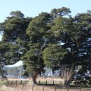 관매도 후박나무 이미지