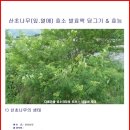 효소 - 산초나무(잎.열매) 효소 만들기(소화불량,식체,위하수, 위확장, 구토, 이질, 설사, 기침, 회충구제) 이미지