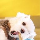 멜리애견유치원 이미지