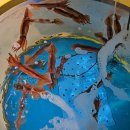 주문진산오징어 이미지