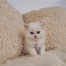 제이제이캣 이미지