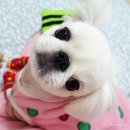 그루밍케이 이미지