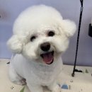 프찌 | 두정동애견유치원, 프찌 원장님이 친절하십니다