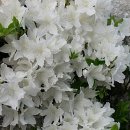 소희꽃농원 이미지