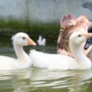 달성공원 이미지