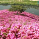 영산홍 아름다워”… 5월 꽃 감상하러 떠나면 좋은 여행지 3곳 이미지