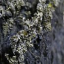 부강전통시장 이미지