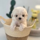 마이펫 강아지분양 고양이분양 대구점 이미지