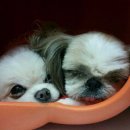 도그플러스 동물병원 이미지