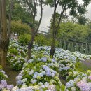 장생포로R | 6월 울산여행 장생포 수국축제 🪻고래바다여행선 불꽃놀이 주말가볼만한곳