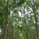 잉어물놀이 이미지