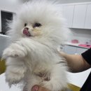 댕댕프렌즈 | [부천강아지분양] 소형견 분양샵 후기-댕댕프렌즈 강아지분양 부천점