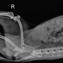 25시종합동물병원 이미지