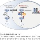 Re:Methylation-dependent regulation of HIF-1α stability restricts retinal and tumour angiogenesis - 백성희 교수 논문 이미지