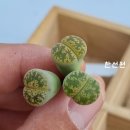 그린농장(GREEN) 이미지