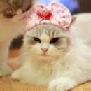 랙돌캐터리올리비아 이미지