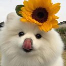 개바라기 Daum카페