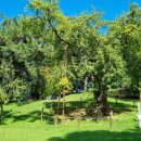 박안건 묘소 이미지