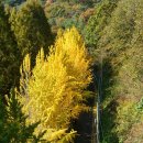 장태산휴양림 이미지