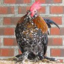 꼬꼬마을 이미지