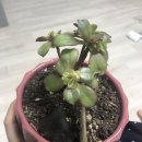 까라솔 | 까라솔 잎꽂이 한달 후기 (다육이 봄맞이 분갈이)